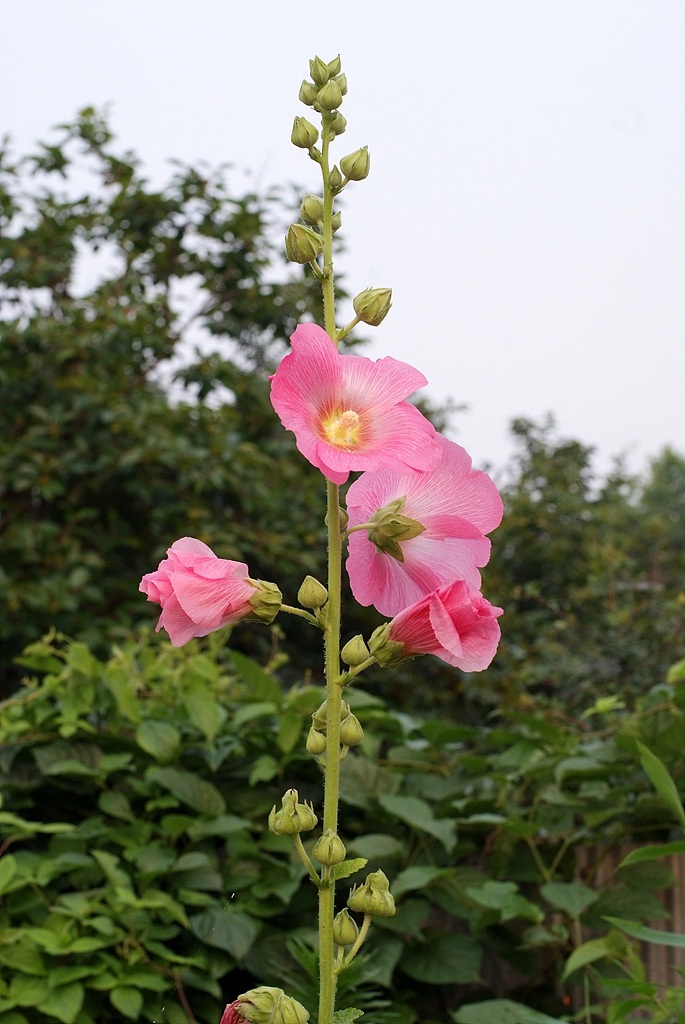 Alcea rosea, 접시꽃 - by hhpaick - JungleDragon