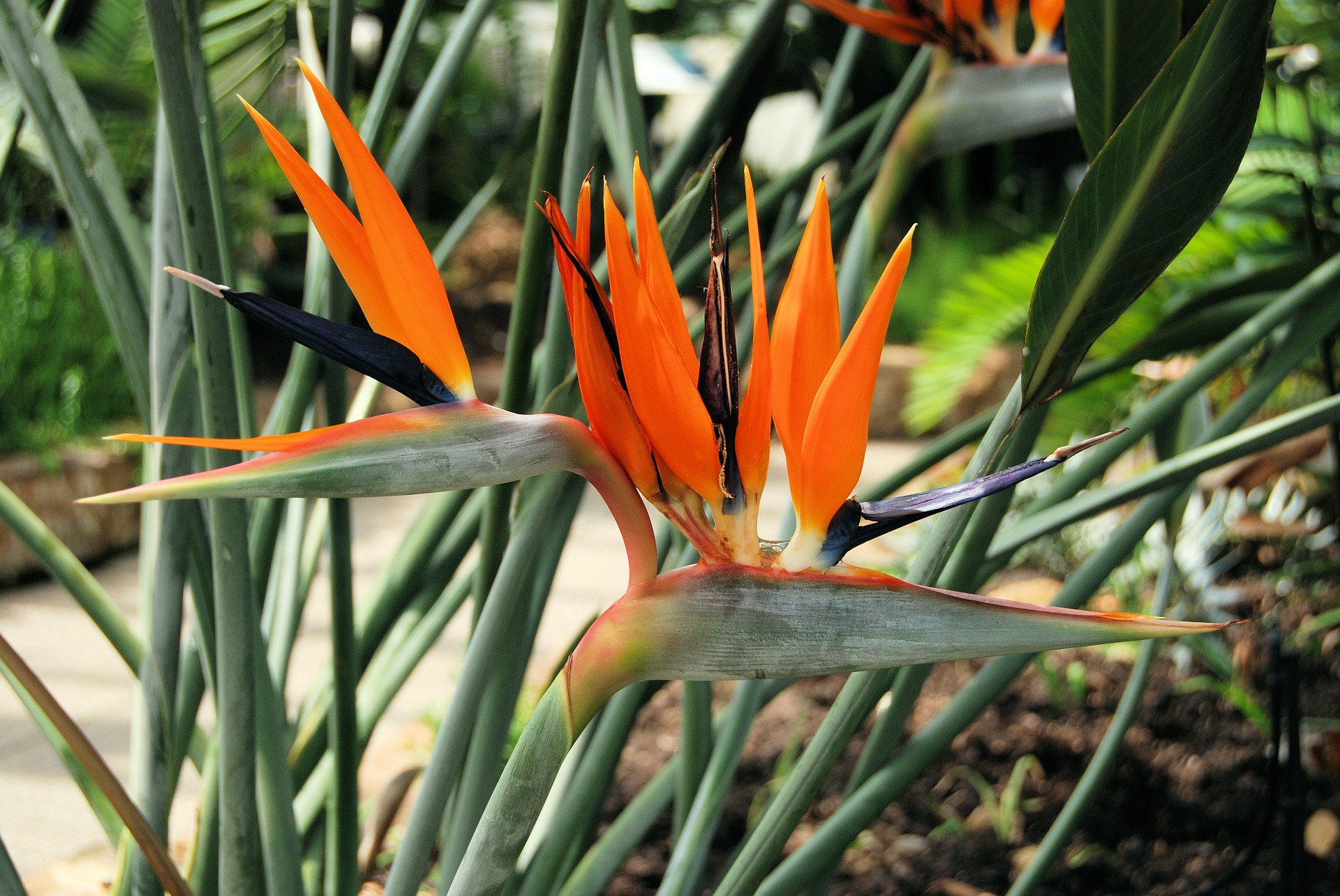 bird-of-paradise-strelitzia-reginae